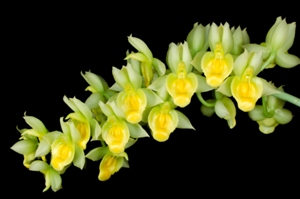 Catasetum spitzii SVO Gold FCC/AOS 90 pts.